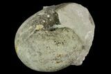 Ammonite (Physodoceras) Fossil in Rock - Drügendorf, Germany #125447-1